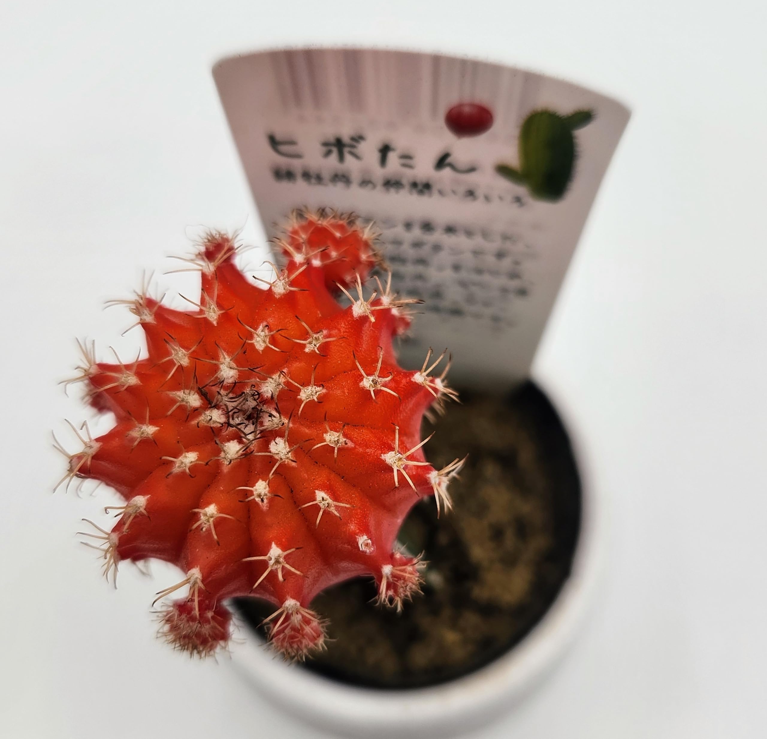 Amazon｜多肉植物 サボテン 緋牡丹 接ぎ木サボテン 抜き苗 鉢・土なし